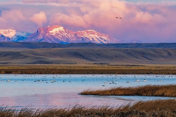 Haney, Chuck 아티스트의 Birds in pond with Ear Mountain in background during spring migration at Freezeout Lake Wildlife Ma작품입니다.